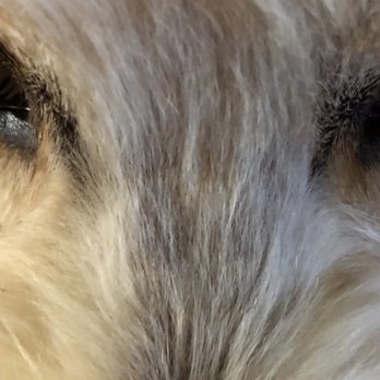 Snobby Dog Spaw - Pet Groomers Near Me - Tyler, Texas Snobby Dog Spaw - Pet Groomers Near Me - Tyler, Texas