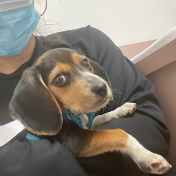 El Cerrito Veterinary Care - First time at el Cerrito vet care - Veterinarians Near Me - El Cerrito, California El Cerrito Veterinary Care - First time at el Cerrito vet care - Veterinarians Near Me - El Cerrito, California