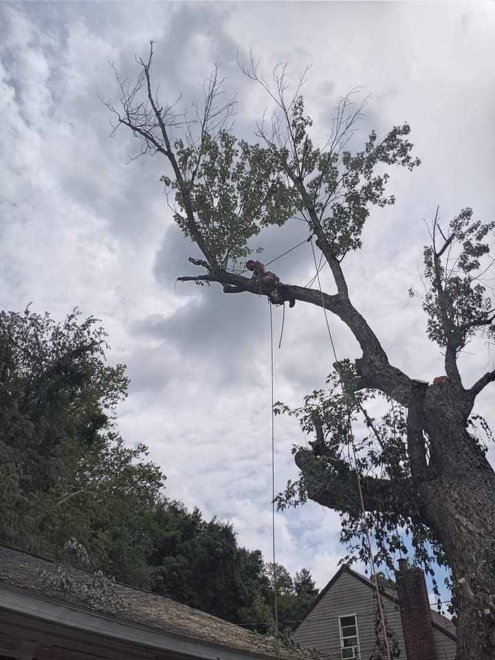 Cheapstakes Tree Service - tree service in Procious, WV