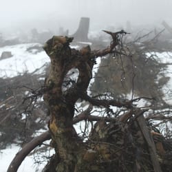 Die Quelle auf der Schorhelle - Die vom Sturm niedergemähten Baumstümpfe weinen