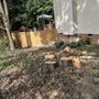 Photo of Premier Tree Service