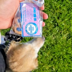 Four Muddy Paws - Free Treats @ the Vaccine Clinic