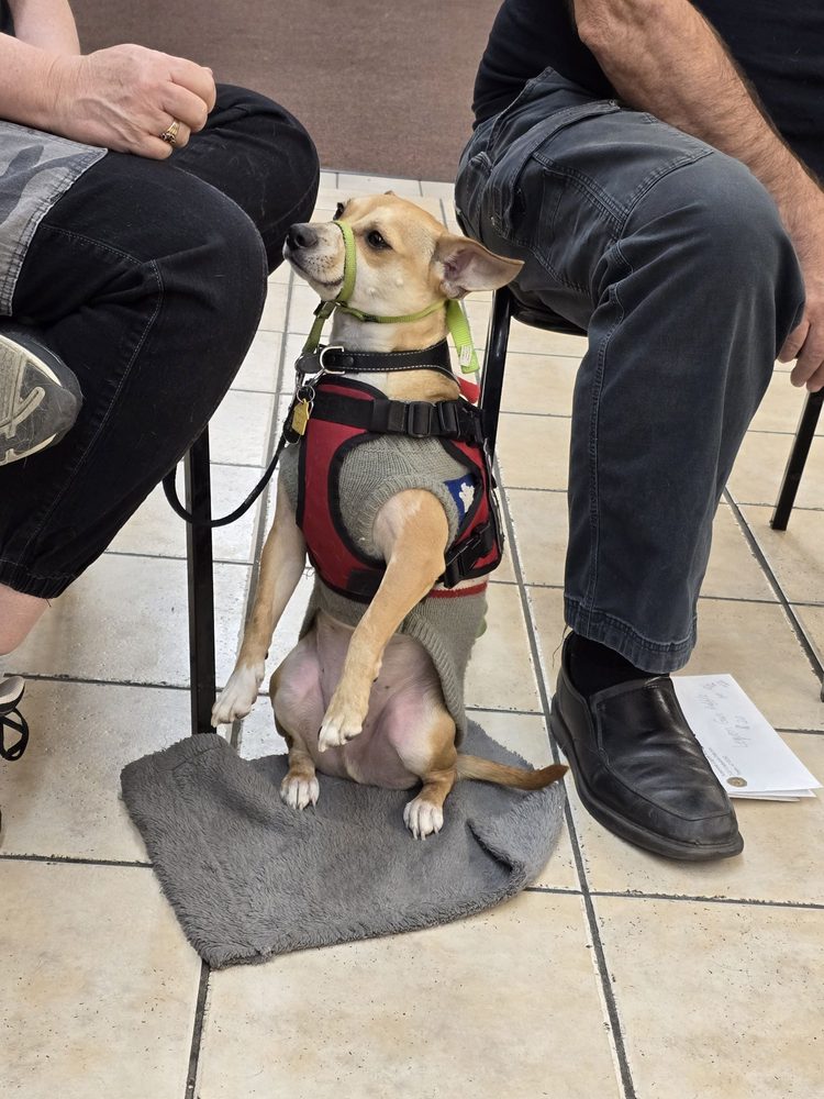 Pups and Warriors Side by Side - PAWSS - social services organization in Tempe, AZ