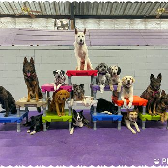 Seeonee SuperDogs - Group Stay - Pet Boarding Near Me