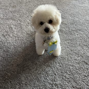 FurFun Mobile Pet Grooming - Our puppy after his haircut - Pet Groomers Near Me - Boca Raton, Florida
