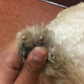 Glendale Veterinary Clinic - dr amanda donavan and dr hess reckless cut my dog's nail not just one but two. please carefull when you visit this vetnerian - Veterinarians Near Me - Glendale, New York Glendale Veterinary Clinic - dr amanda donavan and dr hess reckless cut my dog's nail not just one but two. please carefull when you visit this vetnerian - Veterinarians Near Me - Glendale, New York