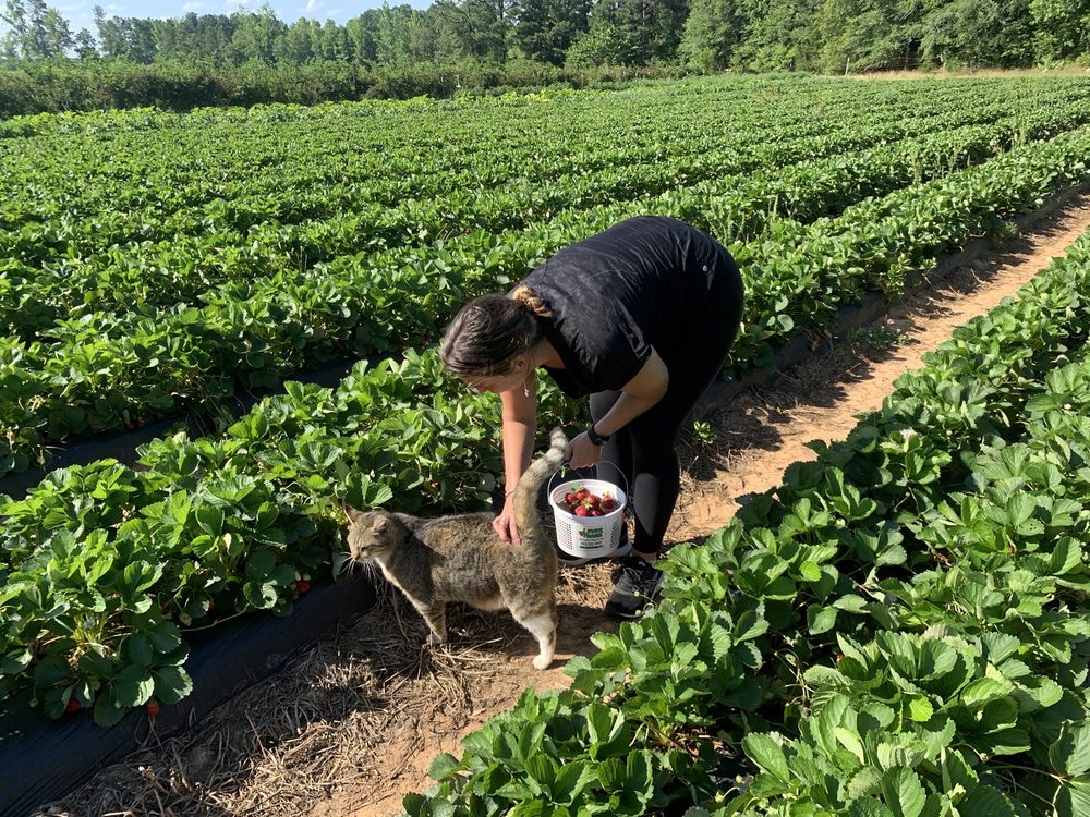 LEVER FARMS Updated June 2024 52 Photos 5057 SC Hwy 34, Pomaria, South Carolina Pick
