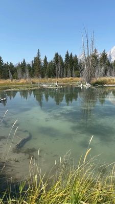 Schwabacher Landing by null