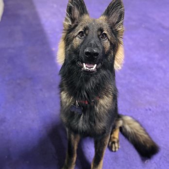 Jao Dog Training - Loki at private training - Pet Services Near Me Jao Dog Training - Loki at private training - Pet Services Near Me