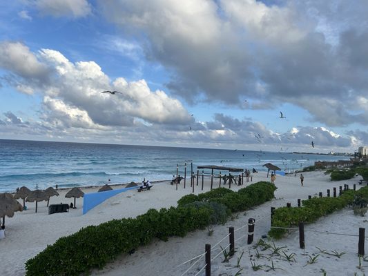 Dolphins Beach by null