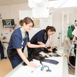 emergency vets sheffield