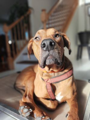 Unbreakable Bond Dog Training