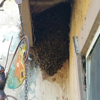 Oc Bee Guy - Pest Control Near Me - Anaheim, California Oc Bee Guy - Pest Control Near Me - Anaheim, California