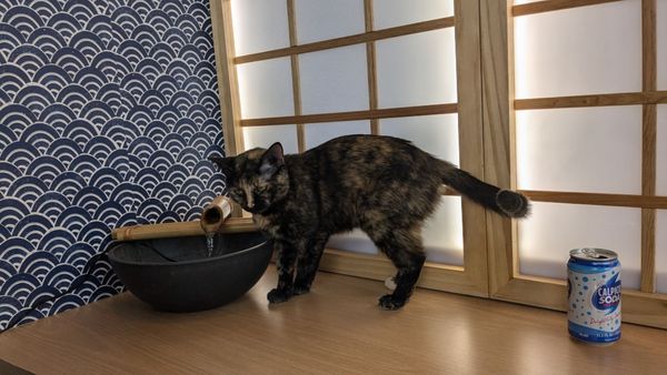 Kokoro Cat Café by null