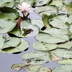 Frog on lily pad