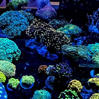 Neptunes Aquarium Store - Euphyllia Coral Garden - Local Fish Stores Near Me - Hialeah, Florida Neptunes Aquarium Store - Euphyllia Coral Garden - Local Fish Stores Near Me - Hialeah, Florida