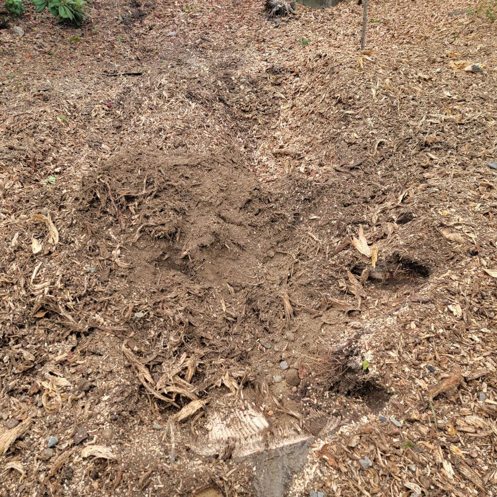 P'n'D Logging and Tree Service - Stump ground. - Tree Services Near Me - Maple Valley, Washington P'n'D Logging and Tree Service - Stump ground. - Tree Services Near Me - Maple Valley, Washington