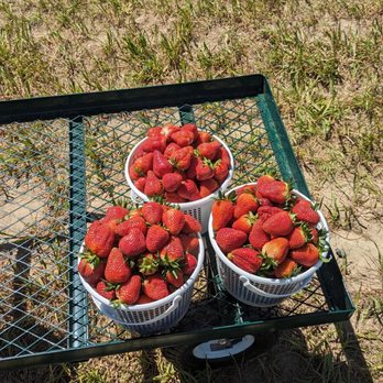 Browder's Fresh Pickin's - Fresh picked strawberries - Pick Your Own Farms Near Me - Smithfield, Virginia Browder's Fresh Pickin's - Fresh picked strawberries - Pick Your Own Farms Near Me - Smithfield, Virginia