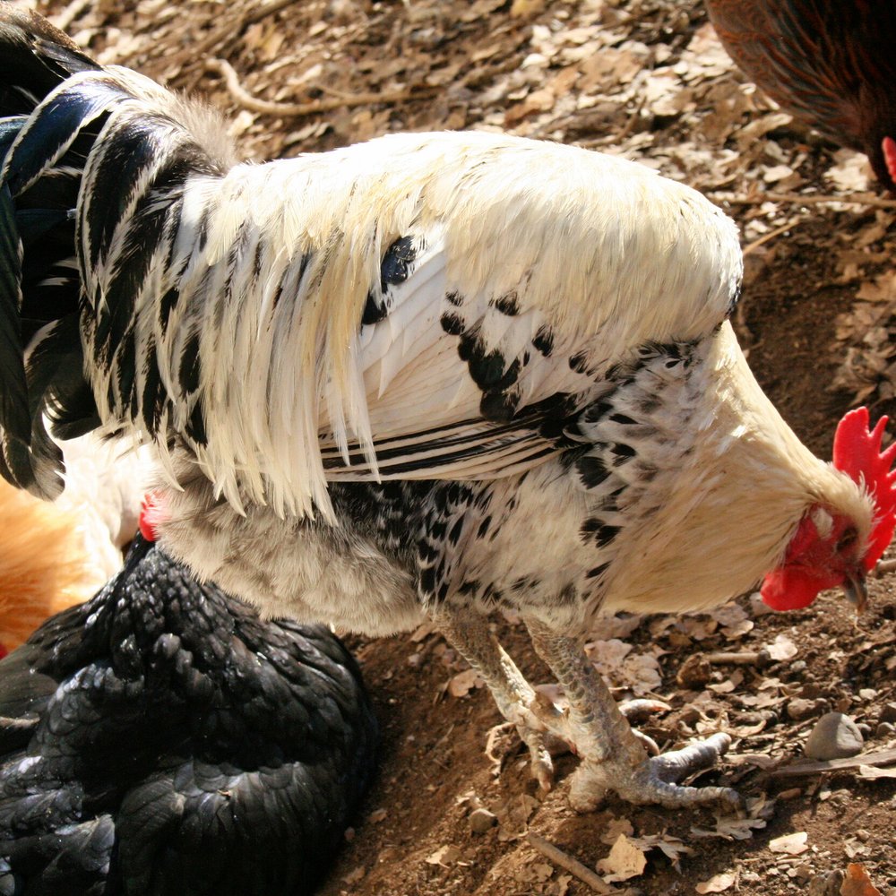 Deer Hollow Farm - Rooster at Deer Hollow Farm - Kids Activities Near Me - Cupertino, California