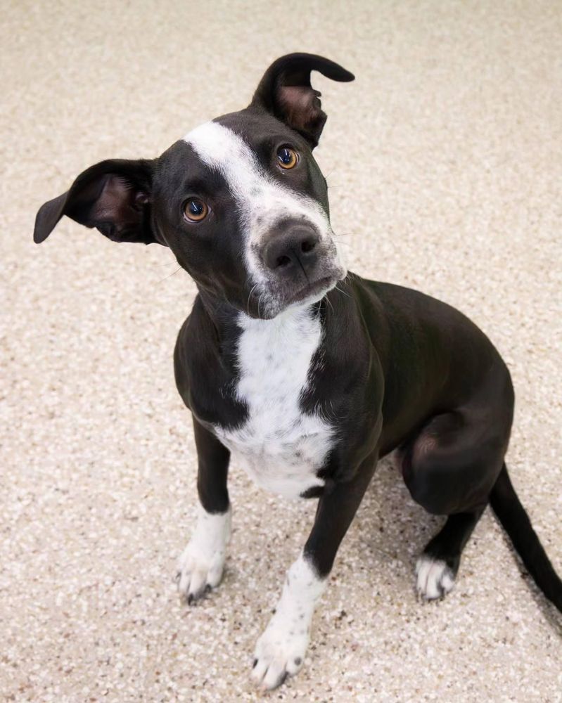 Fort Fido - pet boarding facility in Puyallup, WA