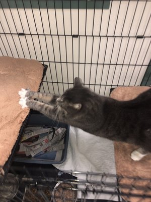 the cat doctor new hyde park