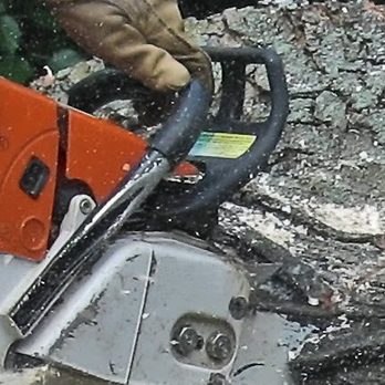 New Growth Tree Care - Tree Services Near Me - Saint Paul, Minnesota New Growth Tree Care - Tree Services Near Me - Saint Paul, Minnesota
