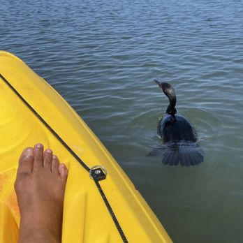 CPonies - Kayak Tour Shell Key - Horseback Riding Near Me - Bradenton, Florida CPonies - Kayak Tour Shell Key - Horseback Riding Near Me - Bradenton, Florida