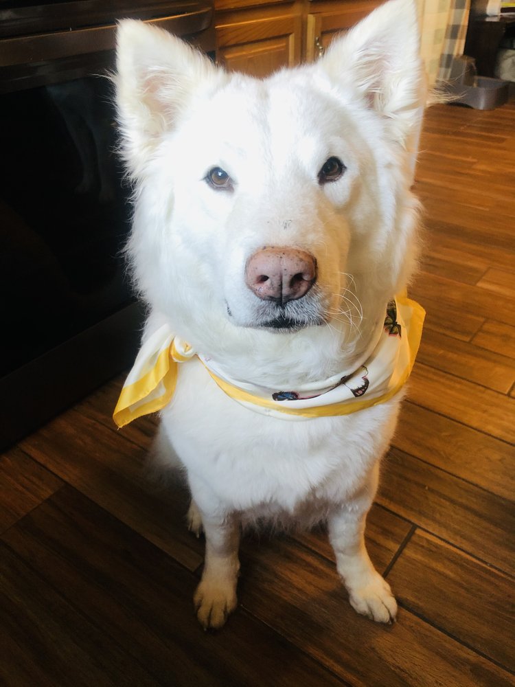 DOG IN SUDS Updated September 2024 36 Reviews 46 E Palatine Rd