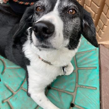 Friendly Paws Littles - Pet Boarding Near Me - Carnegie, Pennsylvania Friendly Paws Littles - Pet Boarding Near Me - Carnegie, Pennsylvania