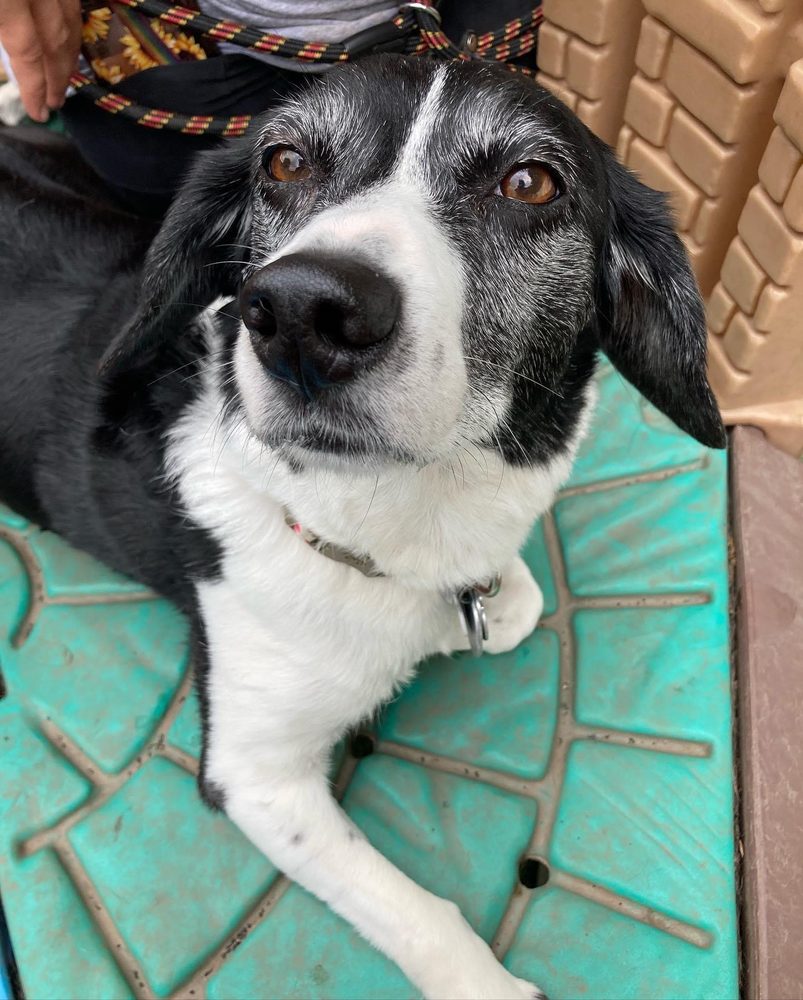 Friendly Paws Littles - pet boarding facility in Carnegie, PA