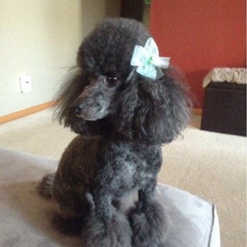 Pet Xtras Grooming & Training - Ramona after seeing Melissa - Pet Groomers Near Me - Howell, Michigan Pet Xtras Grooming & Training - Ramona after seeing Melissa - Pet Groomers Near Me - Howell, Michigan