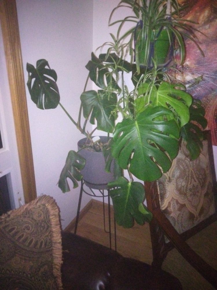 Thrive Earth - tree service in Madison, WI