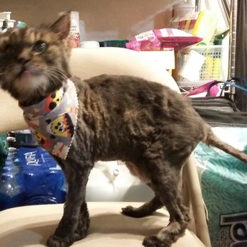 Grooming Cottage - Jasmine looking AMAZING after her haircut. No more matted fur! - Pet Groomers Near Me - Long Beach, California Grooming Cottage - Jasmine looking AMAZING after her haircut. No more matted fur! - Pet Groomers Near Me - Long Beach, California