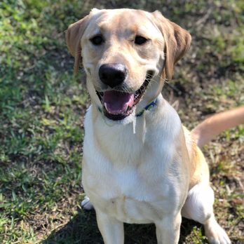 Dog Ranch Naples - Pet Training Near Me Dog Ranch Naples - Pet Training Near Me