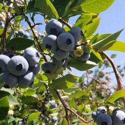 Organic U-Pick Blueberries-Grandma's