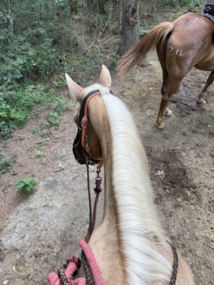 Cedars of Lebanon State Park by null