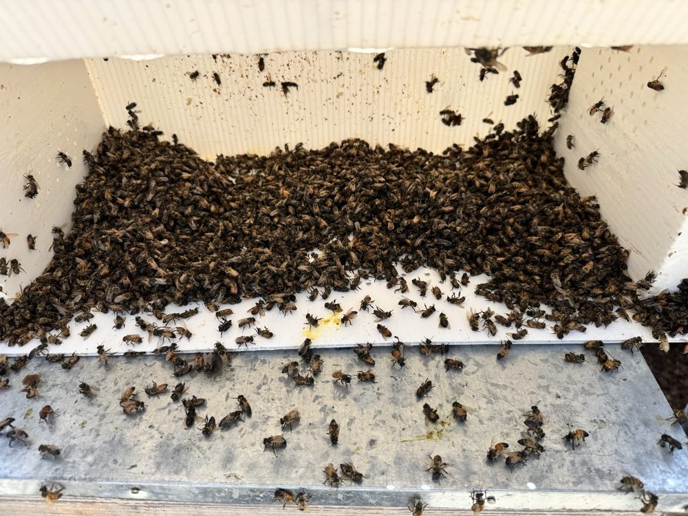 Mann Lake - beekeeping in Woodland, CA