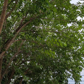 JEM Landscaping - I need these branches with berries on them cut back from my property line. 8432 s. Throop - 773-5314888 - Landscaping Near Me JEM Landscaping - I need these branches with berries on them cut back from my property line. 8432 s. Throop - 773-5314888 - Landscaping Near Me