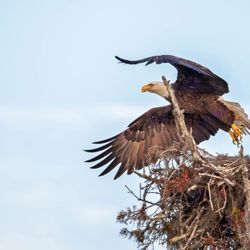 Cajun Man's Swamp Tours and Adventures - Eagle taking flight