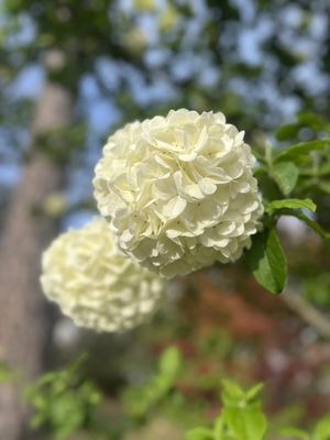 Birmingham Botanical Gardens by null