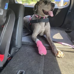 Oaklawn Animal Hospital - Sophie after her emergency visit. They got us in within ten minutes of her injury. (We live close by)