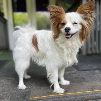 Chinatics - Pet Boarding Near Me - Austin, Texas Chinatics - Pet Boarding Near Me - Austin, Texas
