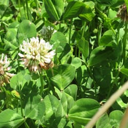 Hays Honey And Apple Farm - Bees go bananas for New Zealand white clover!