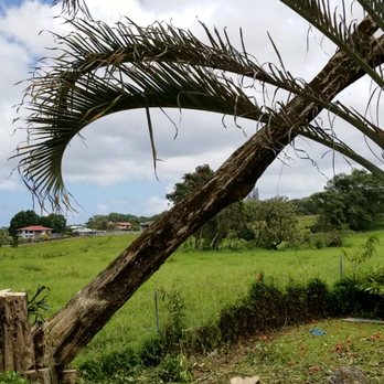 Long Limbs Tree Service - Tree Services Near Me - Hilo, Hawaii