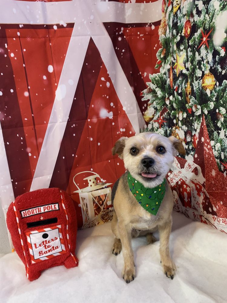 Cuddles and Hugs Grooming and Boarding - pet boarding facility in Benton, AR