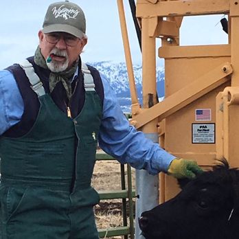 Driggs Veterinary Clinic - Dr. Don working cows at a Teton Valley, Idaho ranch. - Veterinarians Near Me - Driggs, Idaho Driggs Veterinary Clinic - Dr. Don working cows at a Teton Valley, Idaho ranch. - Veterinarians Near Me - Driggs, Idaho