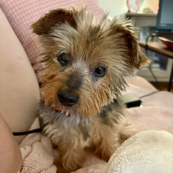 Angels Among Us Pet Rescue - Animal Shelters Near Me Angels Among Us Pet Rescue - Animal Shelters Near Me
