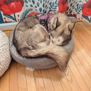 Sniffer Station - Napping after daycare - Pet Training Near Me - Highland, Michigan