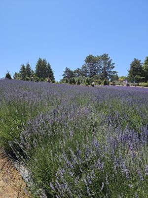 Helvetia Lavender Farm and Christmas Tree Farm by null