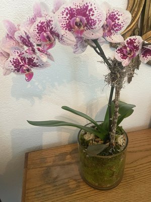 The Conservatory Florist by null